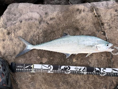 イケカツオの釣果