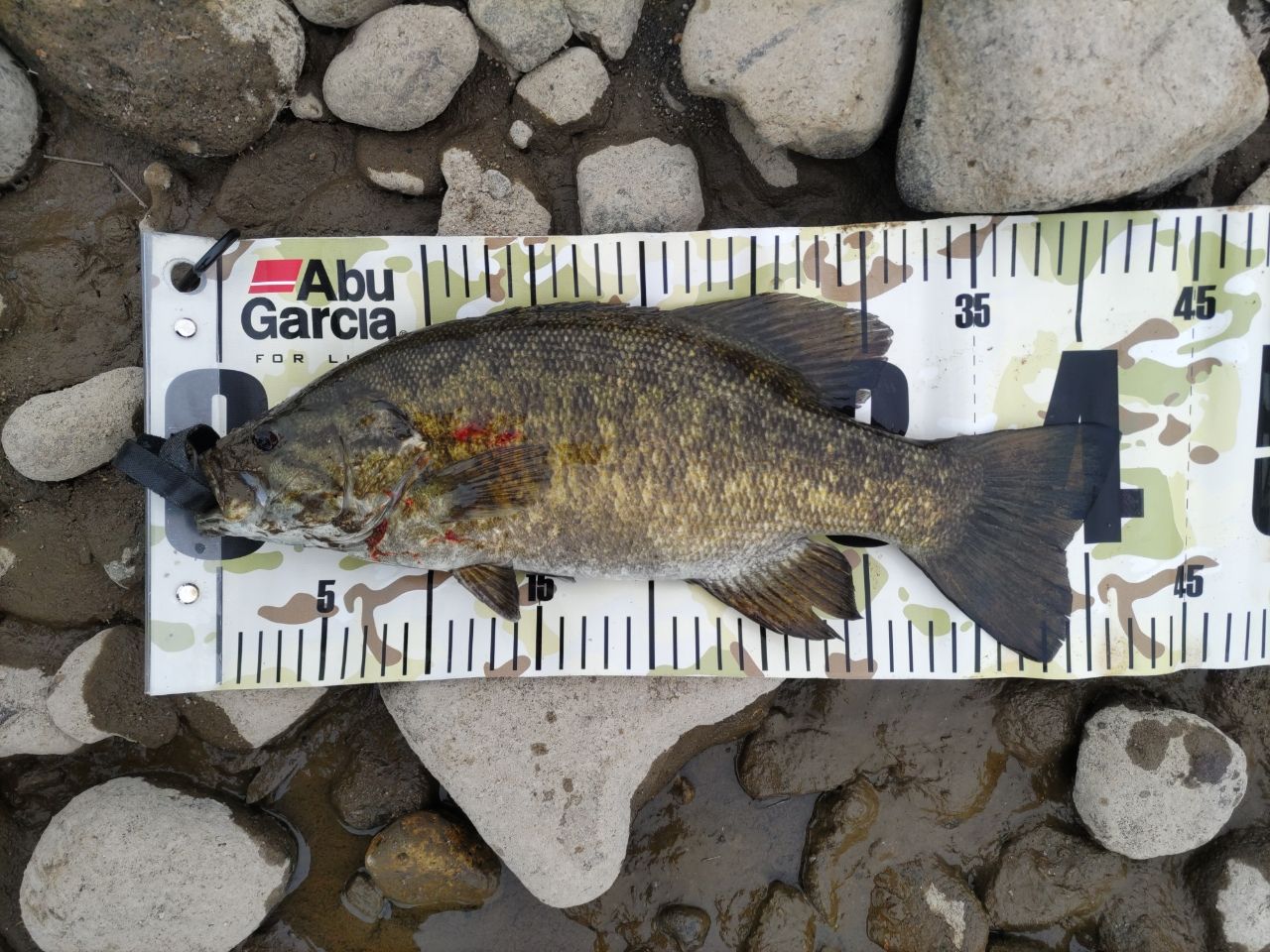 スモールマウスバス