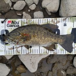 スモールマウスバス