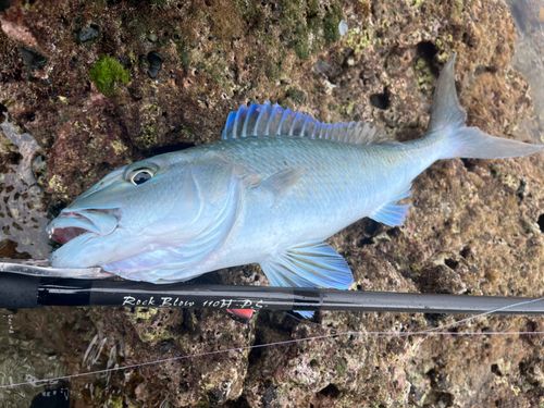 アオチビキの釣果