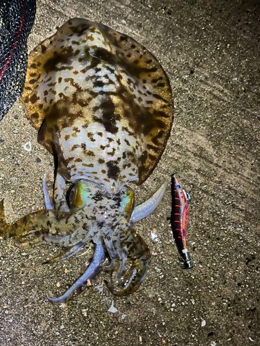 アオリイカの釣果