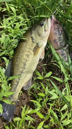 ブラックバスの釣果