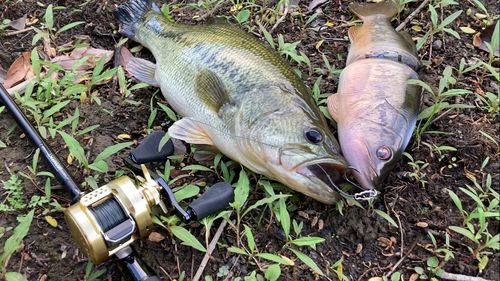 ブラックバスの釣果