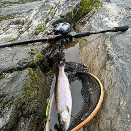 レインボートラウト