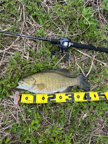 スモールマウスバスの釣果