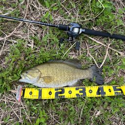 スモールマウスバス