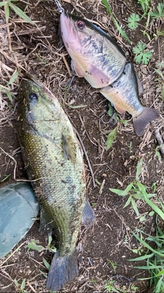 ブラックバスの釣果