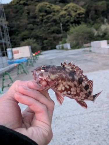 カサゴの釣果