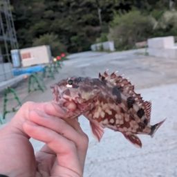 カサゴ