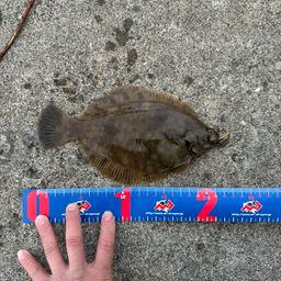 ホッケ