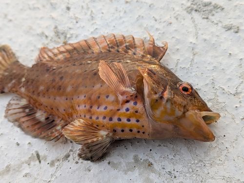 オハグロベラの釣果
