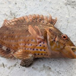 オハグロベラ