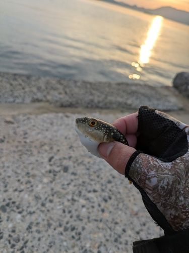 クサフグの釣果