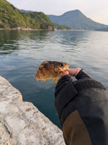 タケノコメバルの釣果