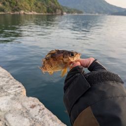 タケノコメバル