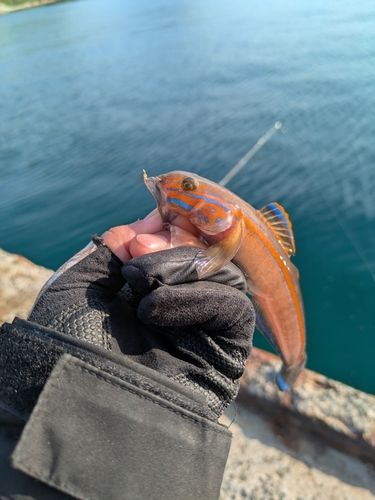 ニシキハゼの釣果