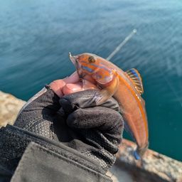 ニシキハゼ