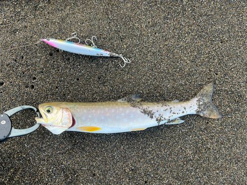 アメマスの釣果