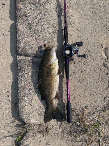 スモールマウスバスの釣果