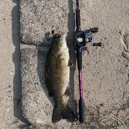 スモールマウスバス