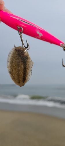 シタビラメの釣果