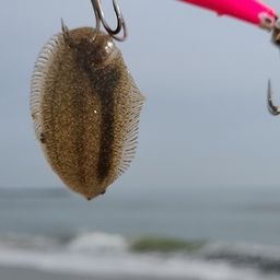 シタビラメ