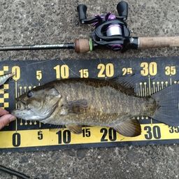 スモールマウスバス