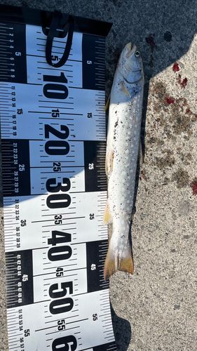 アメマスの釣果