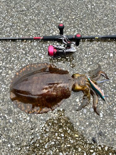 アオリイカの釣果