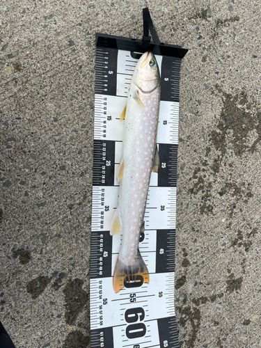 アメマスの釣果