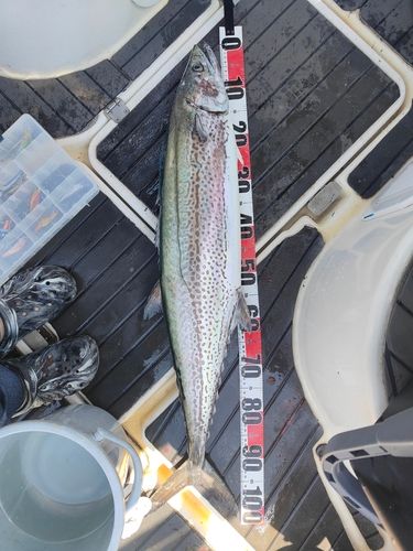 サワラの釣果
