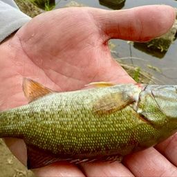 スモールマウスバス