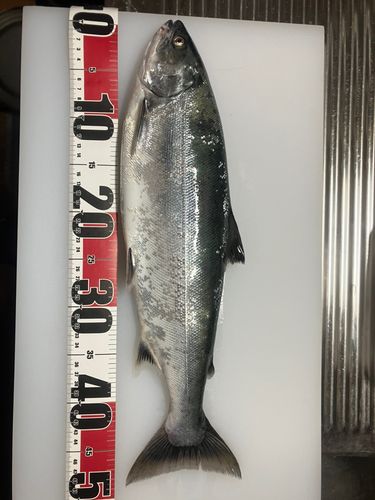 サクラマスの釣果