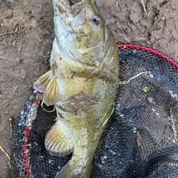 スモールマウスバス