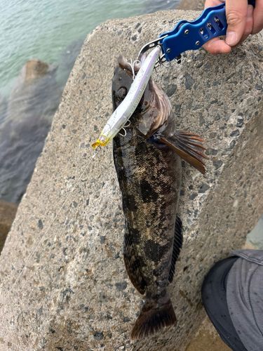 アイナメの釣果