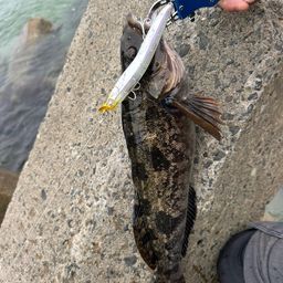 アイナメ