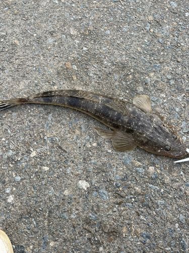 マゴチの釣果
