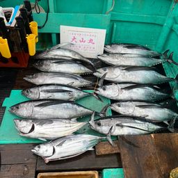 ビンチョウマグロ