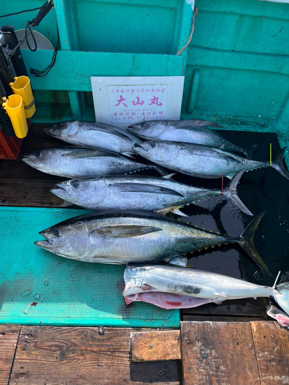 ビンチョウマグロ