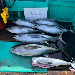 ビンチョウマグロ