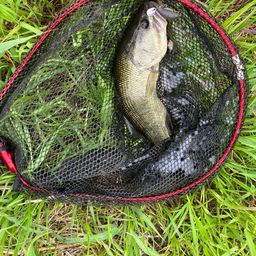 ラージマウスバス