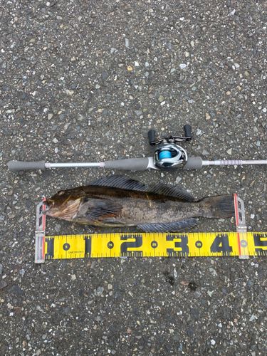 アイナメの釣果