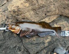 アイナメの釣果