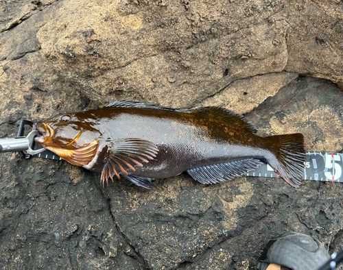 アイナメの釣果