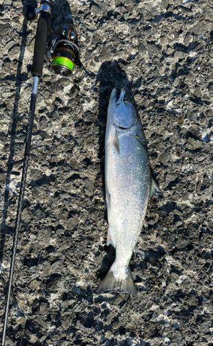 サクラマスの釣果