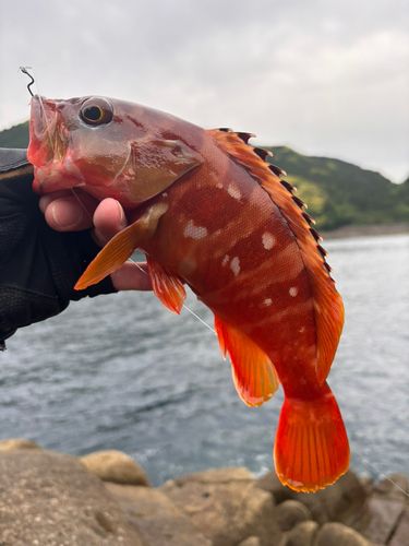 アカハタの釣果