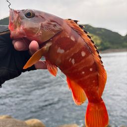 アカハタ