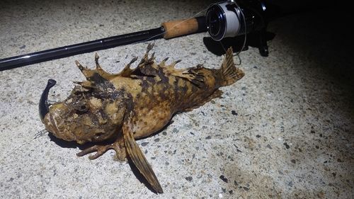 オニオコゼの釣果