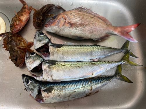 タイの釣果