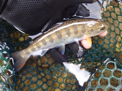 アマゴの釣果